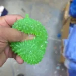 Durian squeeze squishy toy soft spiky fruit sensory toy wholesale from SDMAX Toys Wholesaler